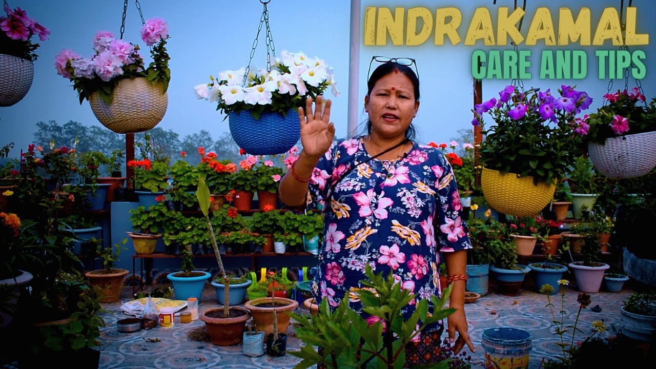 How to Care for Gardenia Jasminoides? (Cape Jasmine Plant Care and Tips) Nepali Gardening Tips