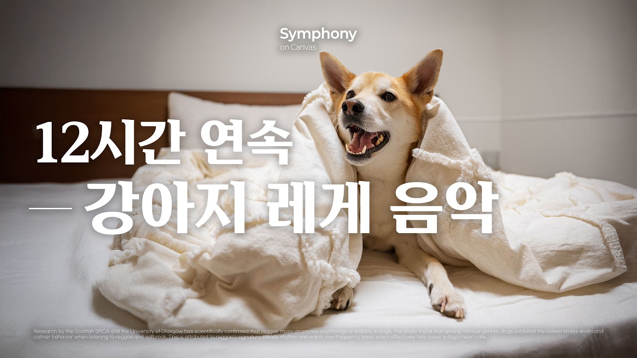 Playlist | 12시간 연속 | 🐶강아지 분리불안 완화 레게 음악 | relaxing pet music 