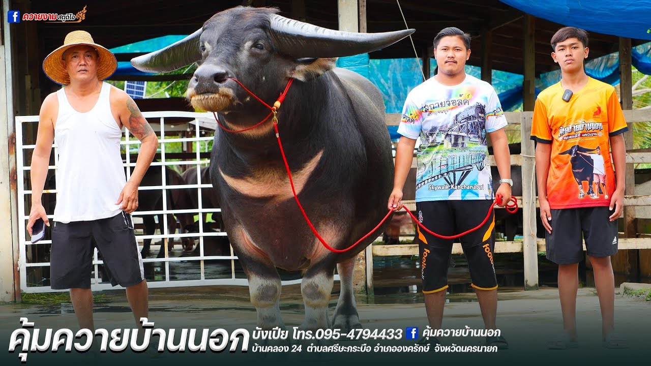 ฟังที่ไปที่มาของเจ้าเพชรเอกและชมผลงานการจ่ายลูกในฟาร์มกับบังเปีย คุ้มควายบ้านนอก #มาแรง #ควายงาม
