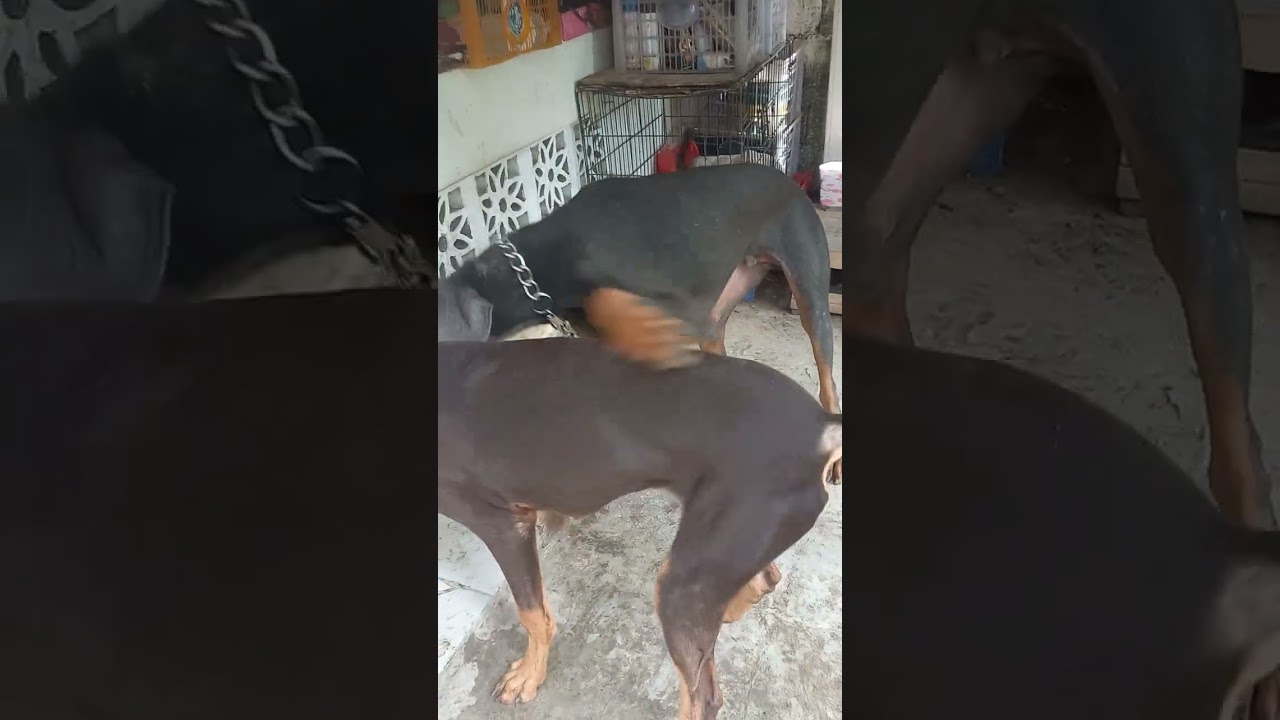 dog exercise🐕🐕🐕🐕 #dogs #viralvideo #trending #youtube #youtuber