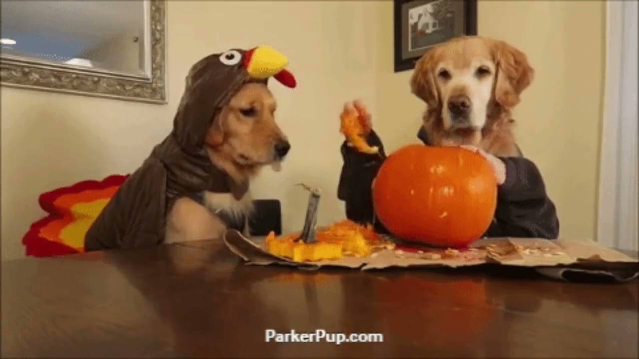Reasons Why Golden Retrievers Are America’s Favorite Family Dog.