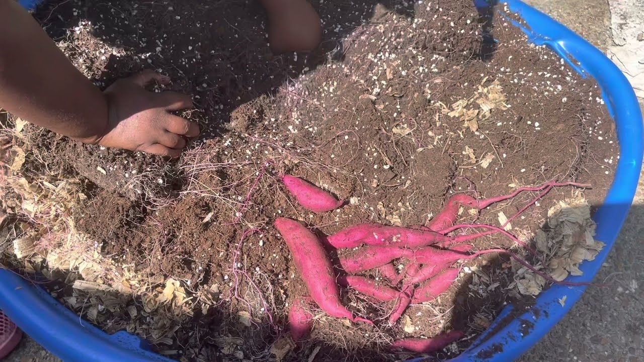 Murasaki sweet potato 🍠 harvest. #sweetpotatoes #raisedbedgardening #containergardening