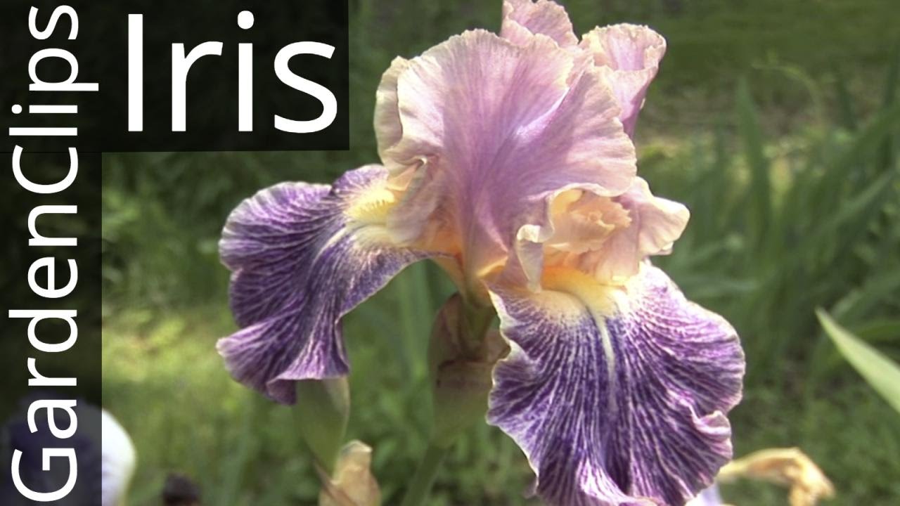 Tall Bearded Iris - German Iris