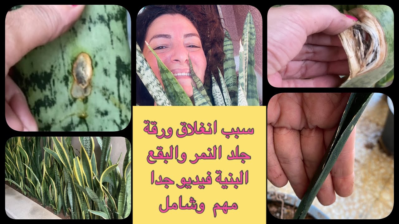 سبب انغلاق ورقة جلد النمر والبقع البنية وذبول الورقة رغم لونها الأخضر.فيديو في غاية الأهمية.
