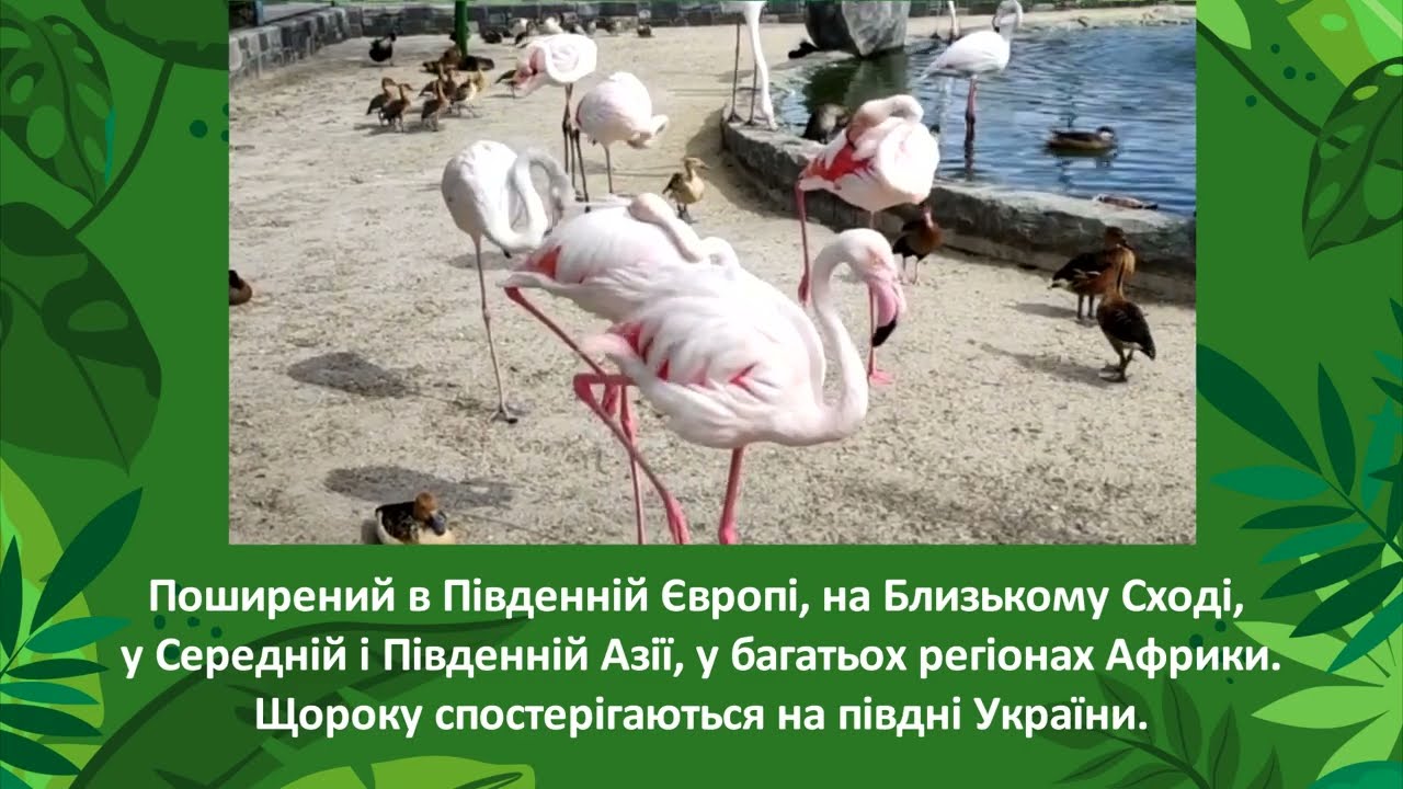 Phoenicopterus roseus - Фламінго рожевокрилий - Greater flamingo
