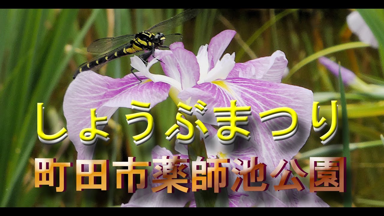 しょうぶ・あじさいまつり　2025　東京都町田市薬師池公園