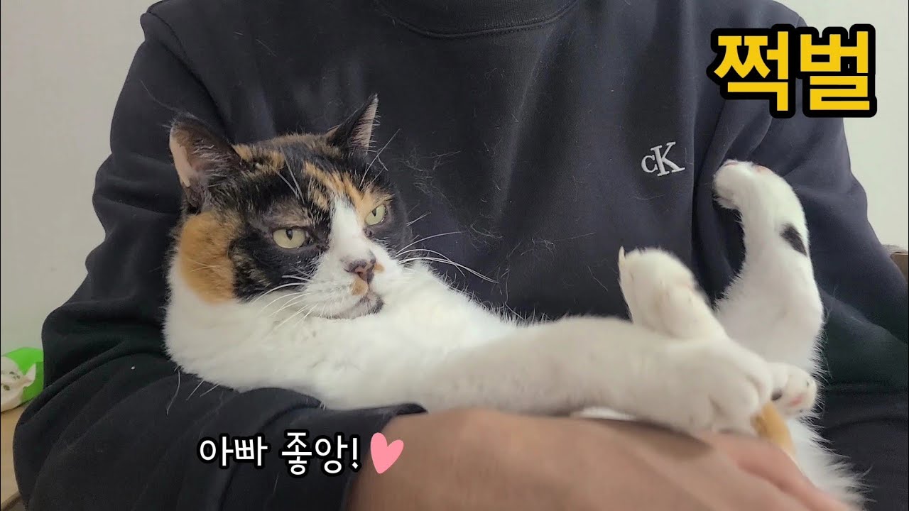 Кошка любит мужа больше меня.