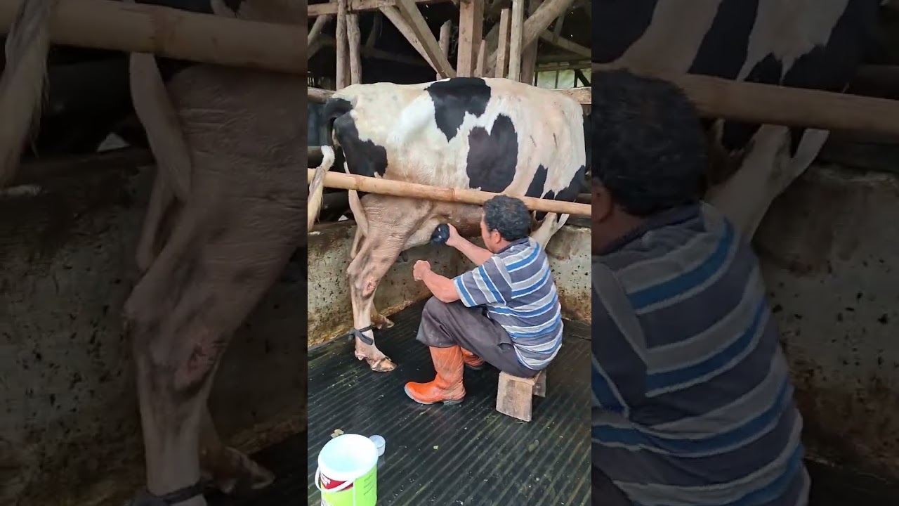 Nepangangan wargi di cisarua lembang, desa nyalindung, pasir kuning
