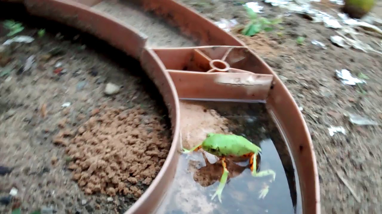 Essa R&atilde; &eacute; venenosa?