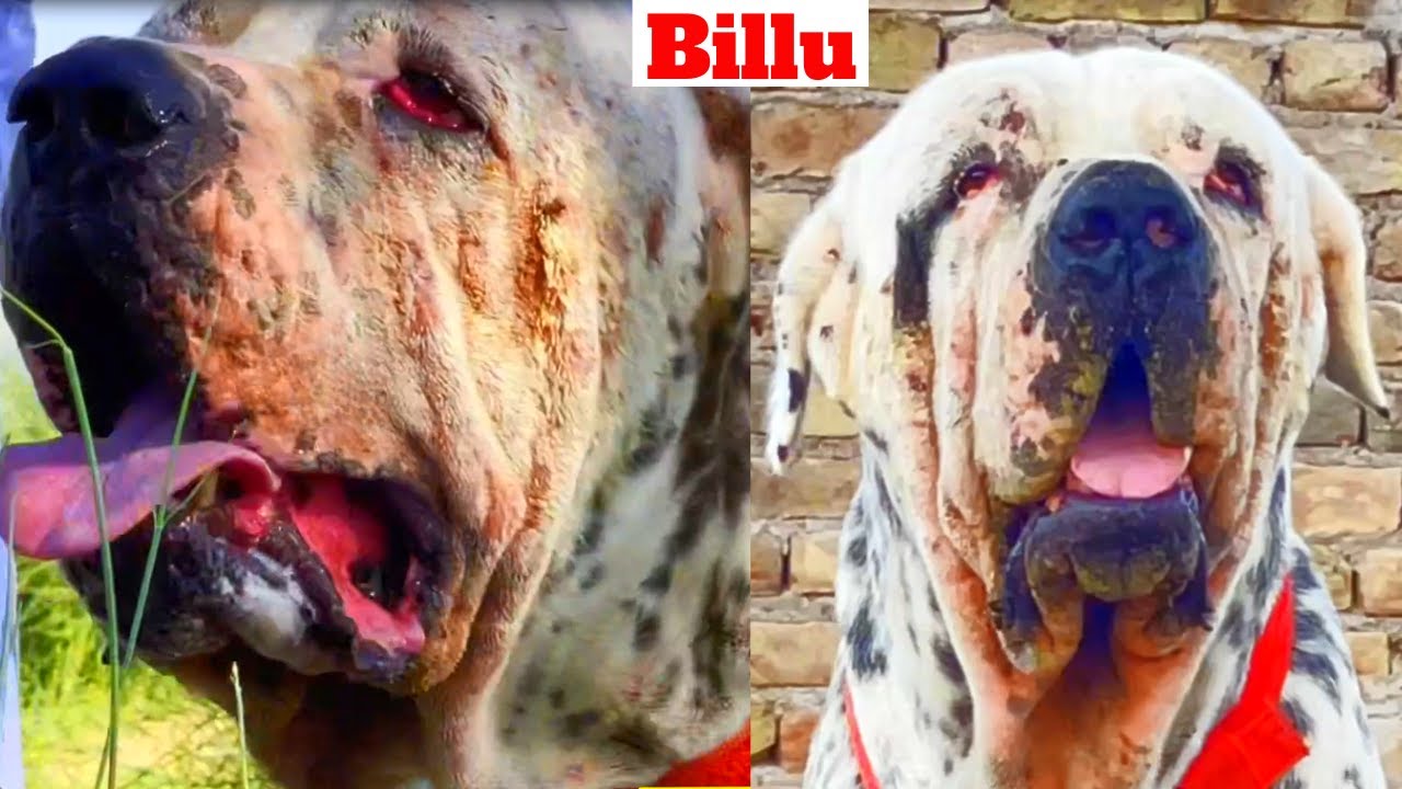 Indian Mastiff Bully Kutta l Billu l Dog In India l Dog Video In Hindi Bully Kutta Import Export