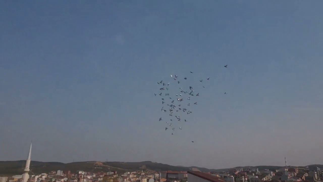 Savaş Zekai Vites Yarış Programı Ve Konum