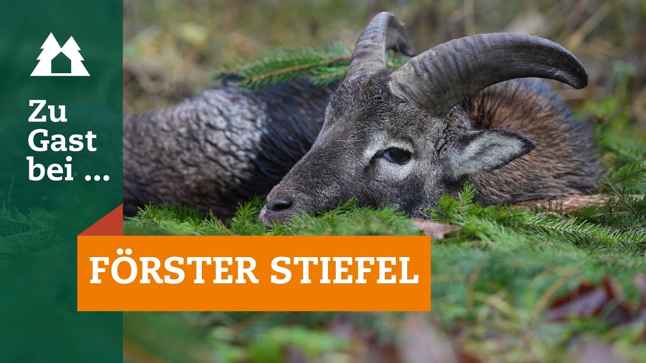 Drückjagd | Muffelwild | Zu Gast bei … Förster Stiefel | Mufflon | Sauen | Bewegungsjagd | Thüringen