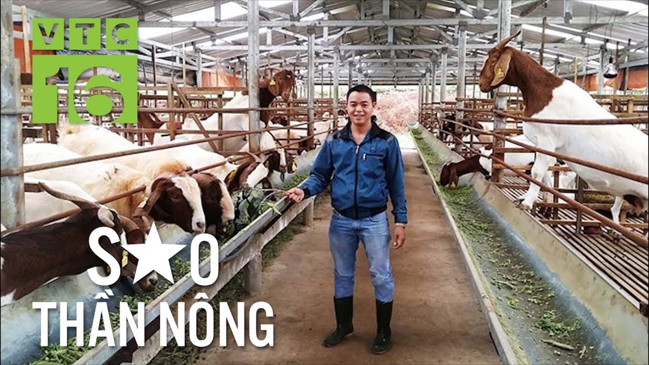 Bỏ quê, Nam tiến nuôi dê thành tỷ phú | VTC16