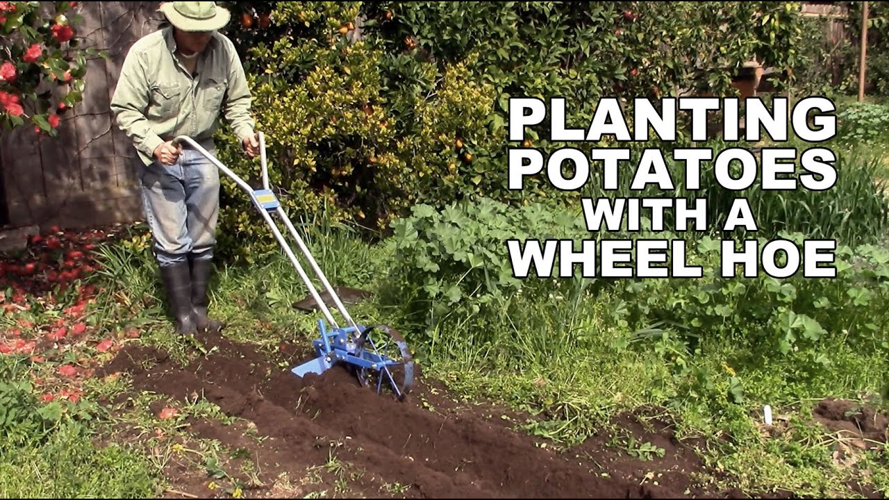 Planting Potatoes with a Valley Oak Wheel Hoe