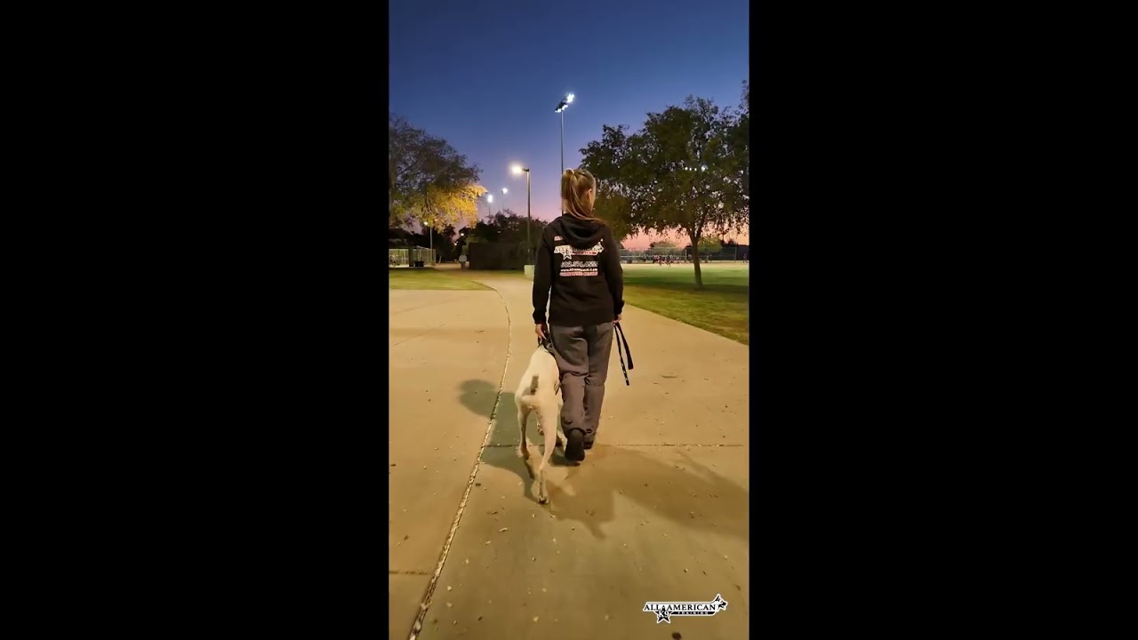 Dog Training Phoenix I 1 yr old Boxer I Nervous I Hyper I Board & Train I All-American K-9