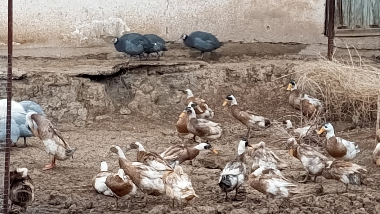 Fermani ko'chirish bekor qilindi.