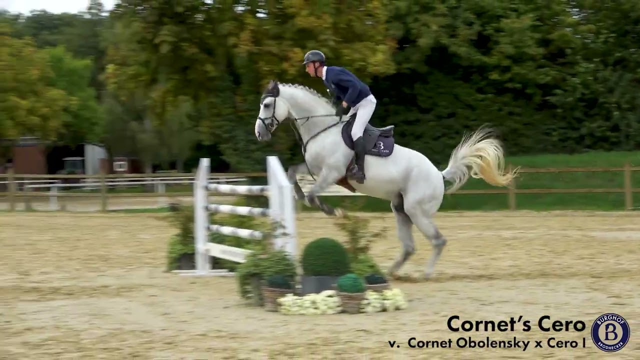 Cornet's Cero - Hengst - 2016 geboren (Cornet Obolensky x Cero I)