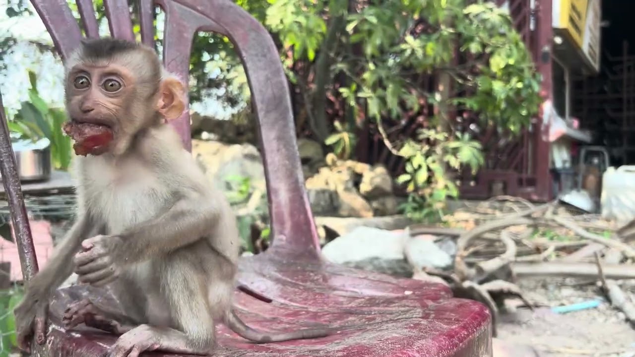 Mary eat sausage #monkey  #animals #asmr