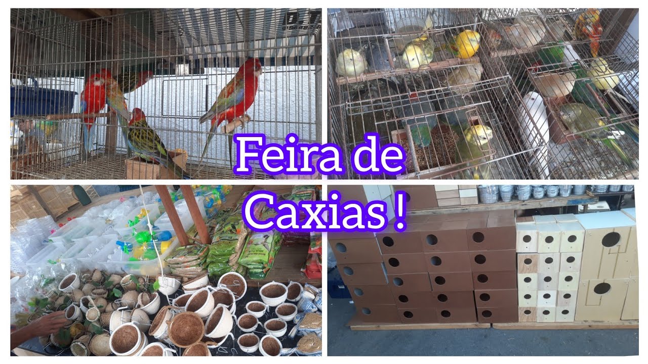 Feira de Caxias no Rio de Janeiro,  vários animais domésticos e aves.