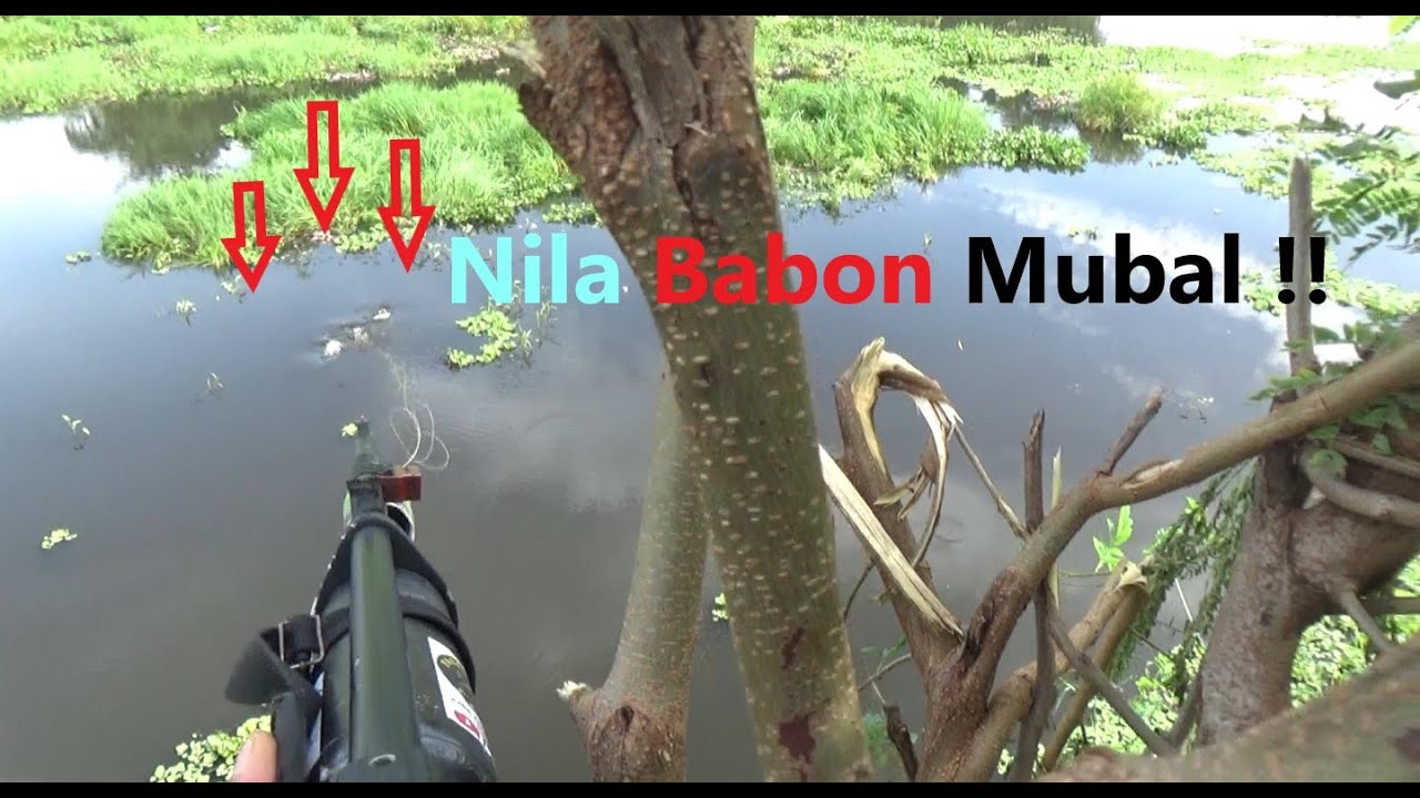 Paser Mania, Ikan Nila Babon di Rawa-rawa tadah hujan
