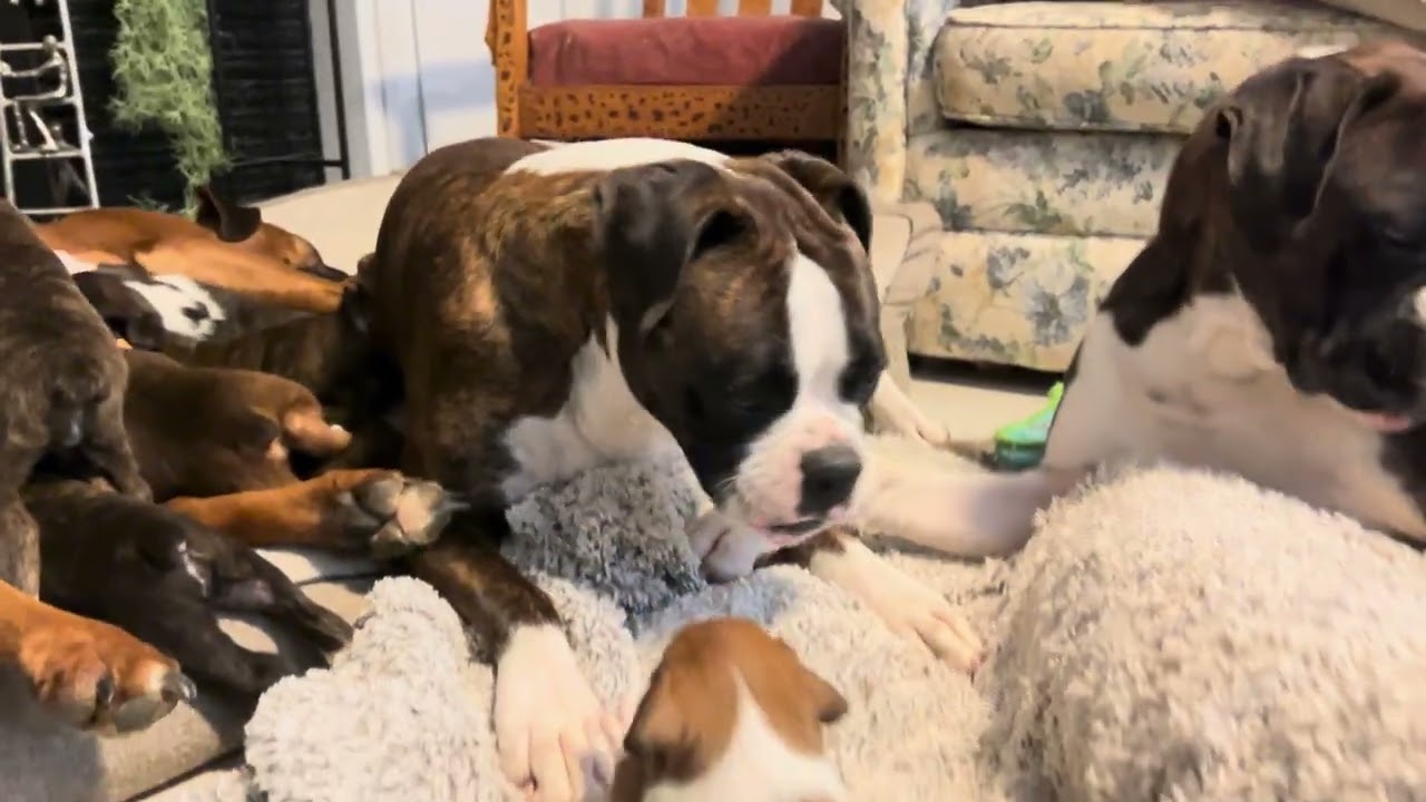 5 Playtime Minutes of Puppies Learning How to Be Dogs 