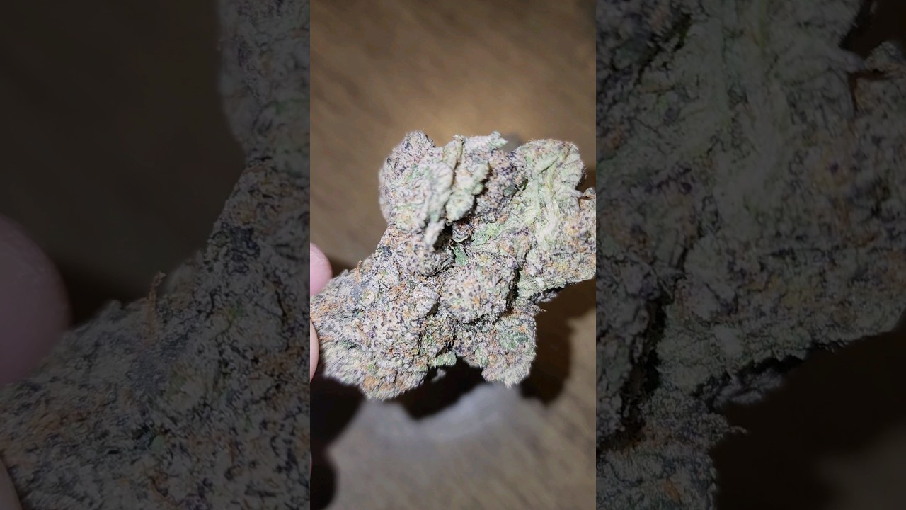 White Truffle Strain #shorts