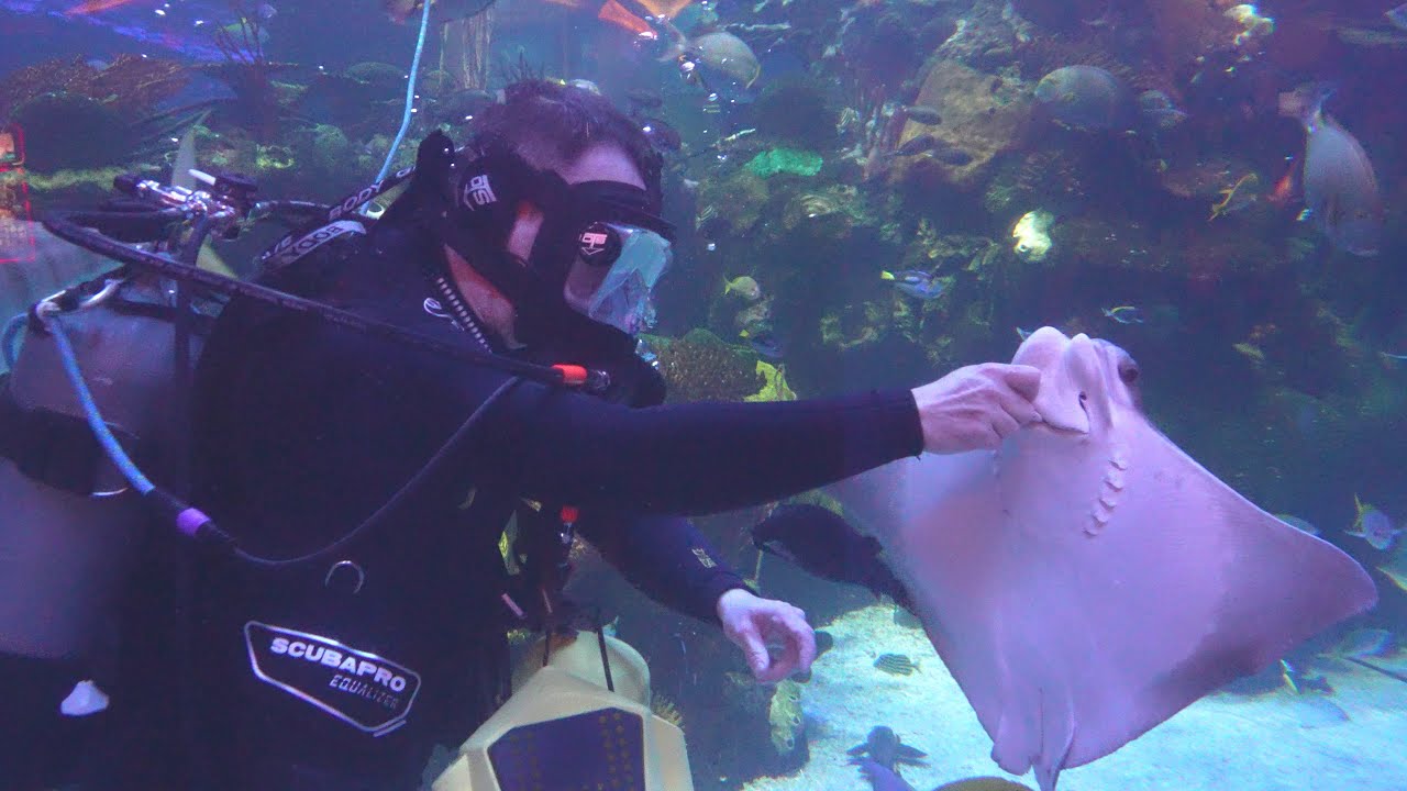 SILVERTON CASINO HOTEL - AQUARIUM STING RAY FEEDING - LAS VEGAS NEVADA