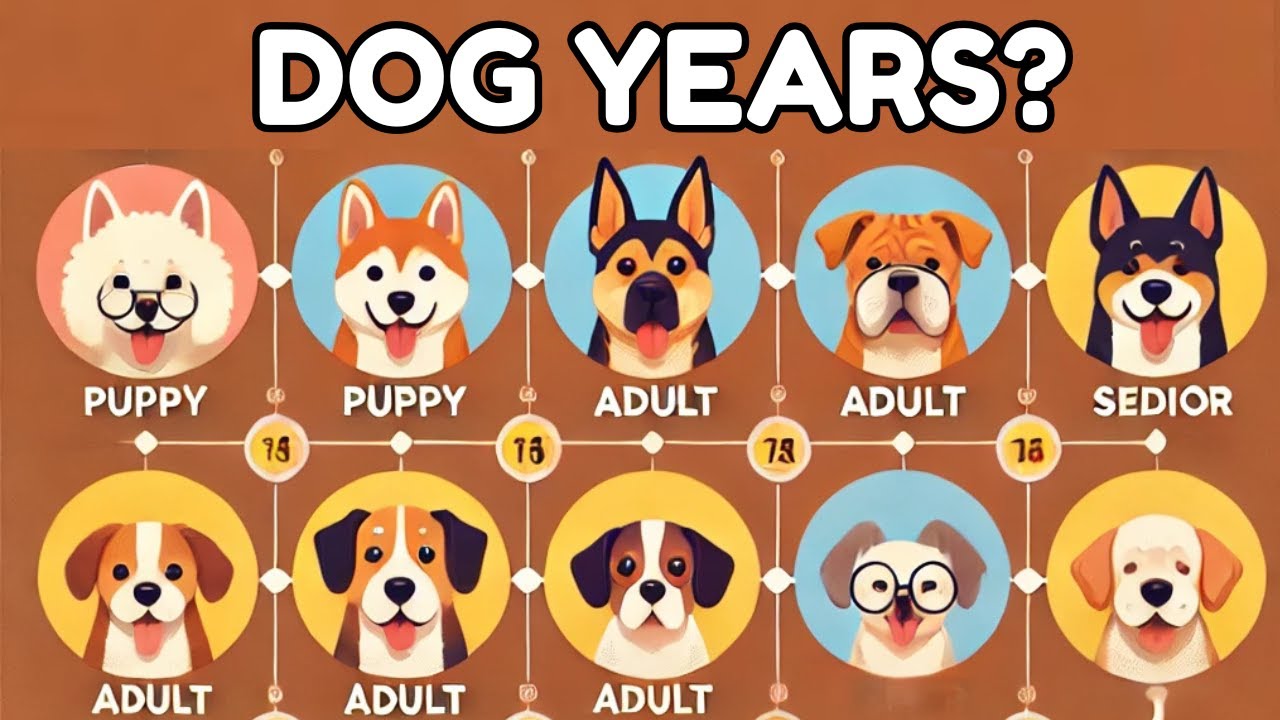 The Truth About Dog Years: How Old Is Your Dog Really?