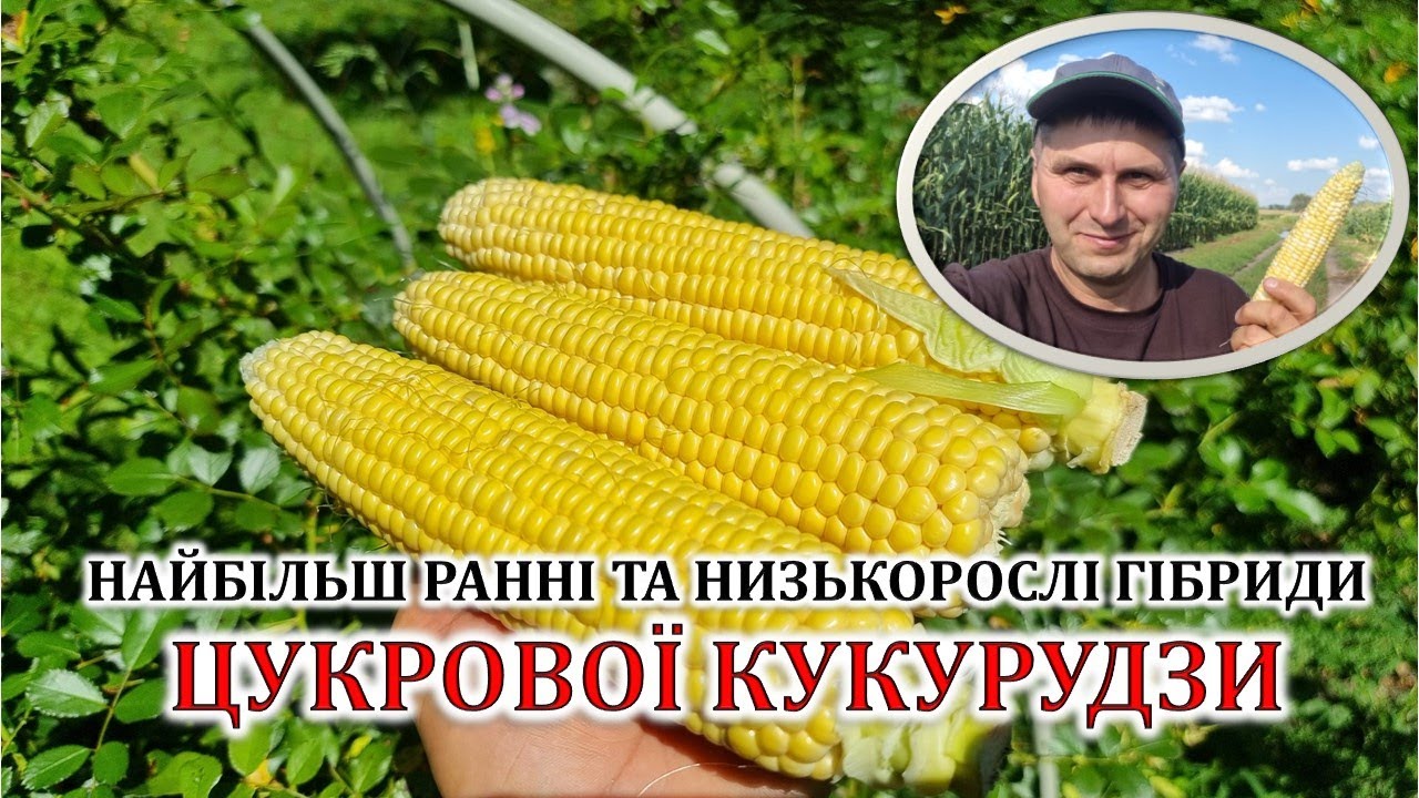 Найбільш ранні та низькорослі гібриди цукрової кукурудзи
