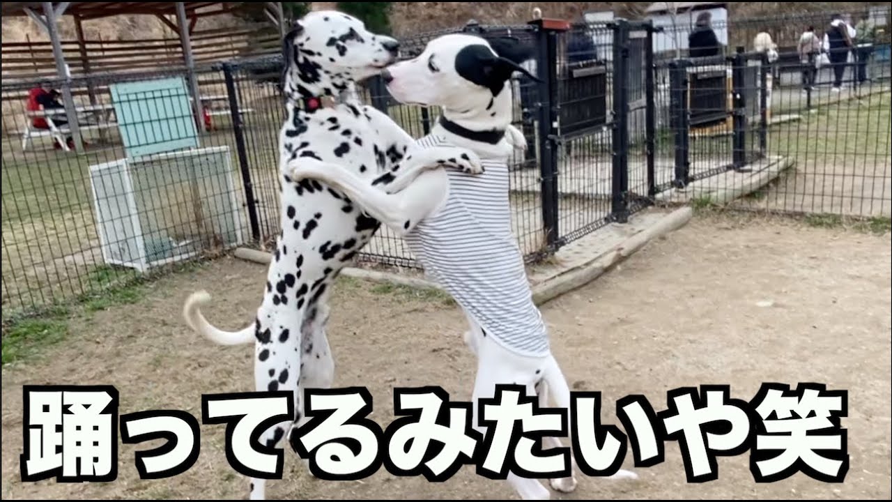 これぞワンプロ！相撲？