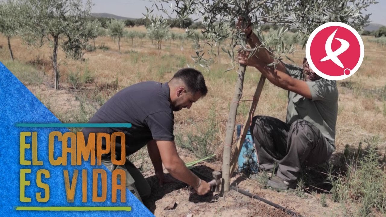 Los Mellis tienen que enderezar algunos olivos | El campo es vida