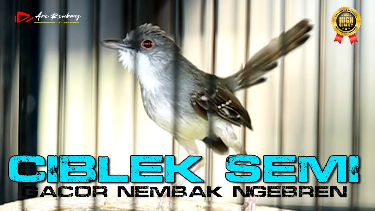 MASTERAN CISEM GACOR NEMBAK NGEBREN