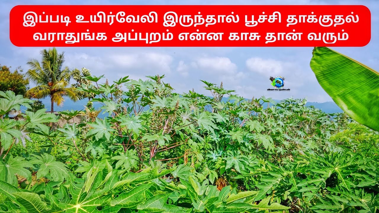 இப்படி உயிர்வேலி இருந்தால் பூச்சி தாக்குதல் வராதுங்க அப்புறம் என்ன காசு தான் வரும் |5 layer farming