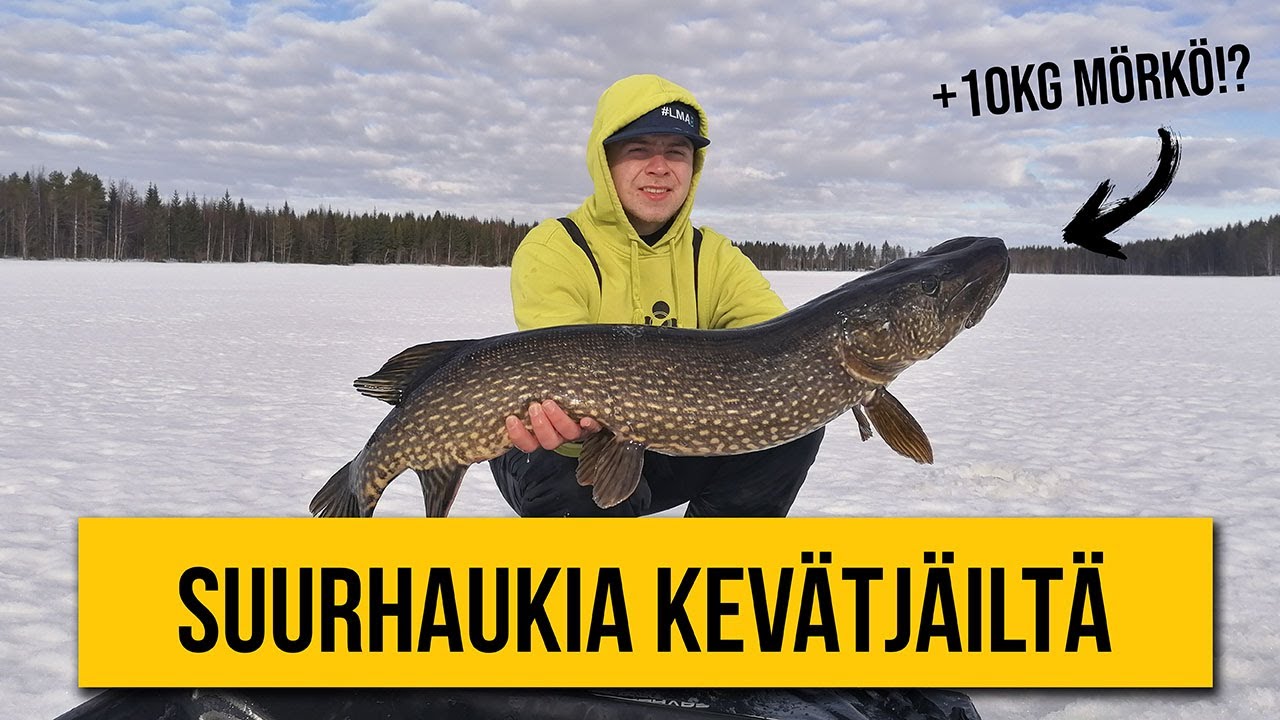 +10KG HAUKIA KEV&Auml;TJ&Auml;ILT&Auml; - K&Auml;YD&Auml;&Auml;N ISMETE KALASSA