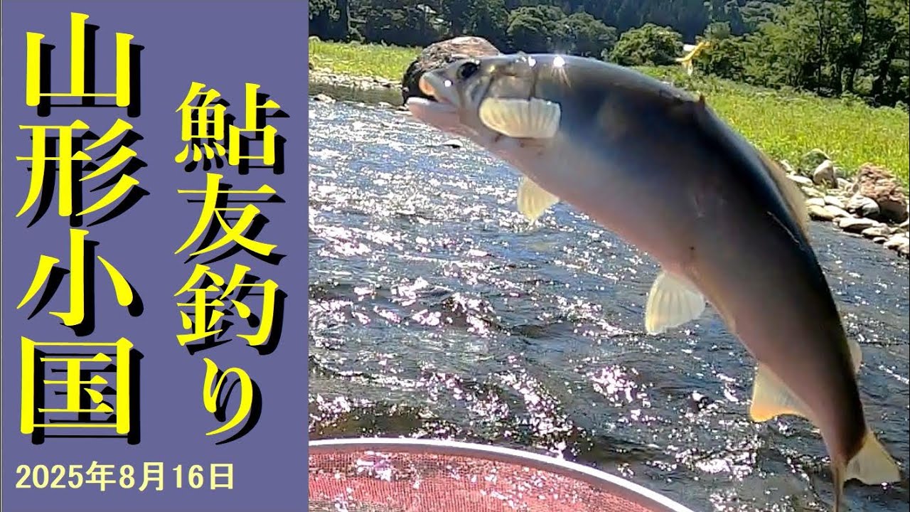 【鮎】山形県_小国川_長尾鉄橋下流