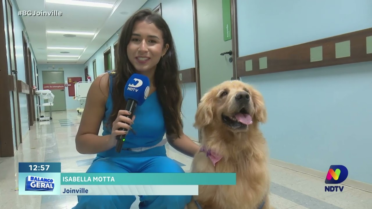 Meu Amigo Animal: Cão terapeuta, golden Laila encanta e ajuda pacientes que estão em tratamento