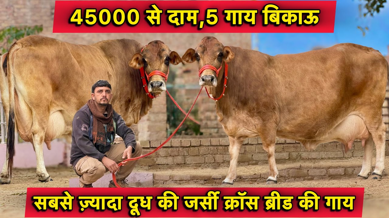 45000 से दाम👌30 लीटर तक दूध  कांटे तोल का👍5 गाय बिकाऊ👍Cross Breed Cows For Sale In Hanumangarh 