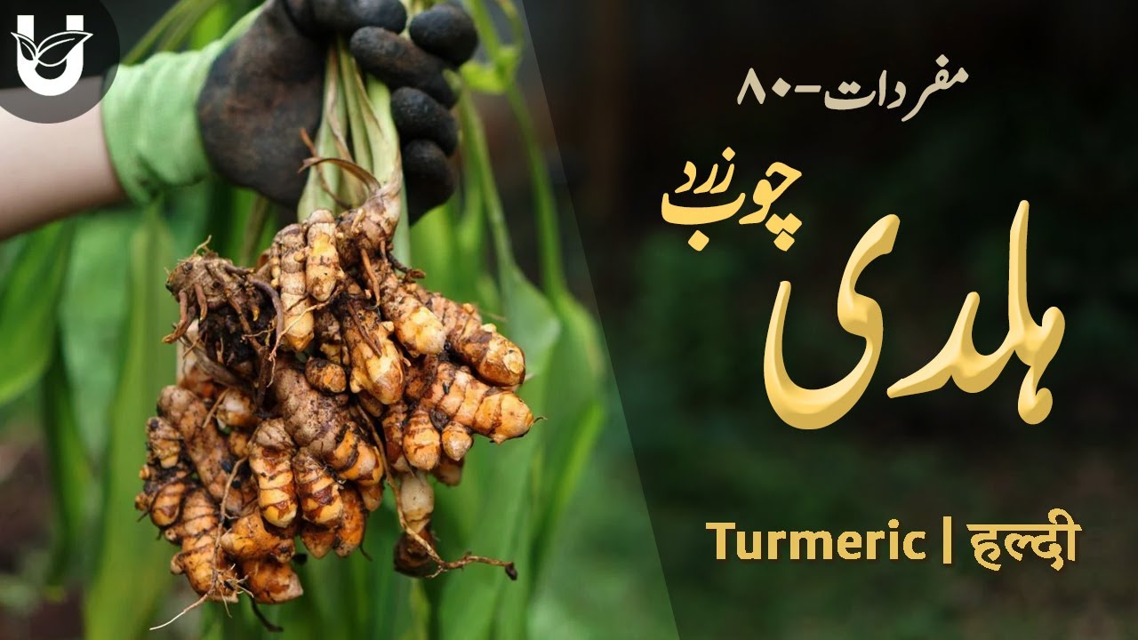 Haldi  (Turmeric) | چوبِ زرد (ہلدی)