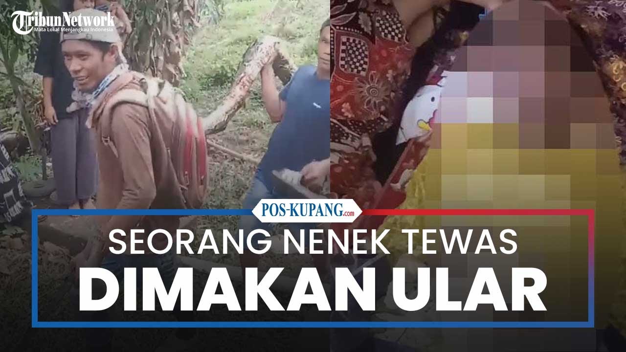 Seorang Nenek Tewas Dimakan Ular Piton di Palopo Sulawesi Selatan
