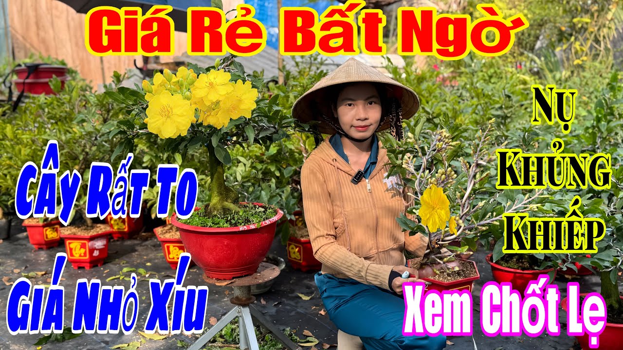 20/1 Vườn giao lưu mai giá siêu siêu rẻ 💥🌲nhiều mã số tàng rất to giá thì siêu rẻ 💥💥🌲🌲☎️ 0375242517