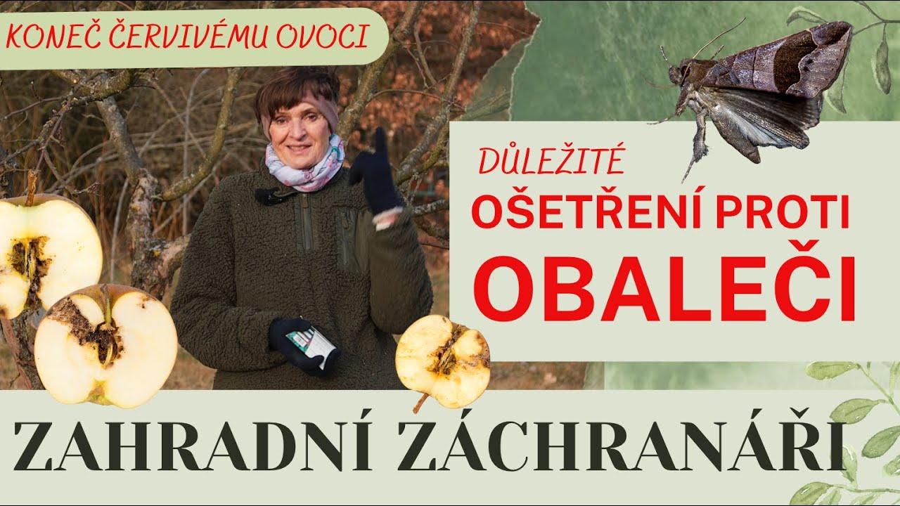 Jak ochránit ovocné stromy před obalečem jablečným? #obalec #biologickaochrana #jablko #cerv #tip