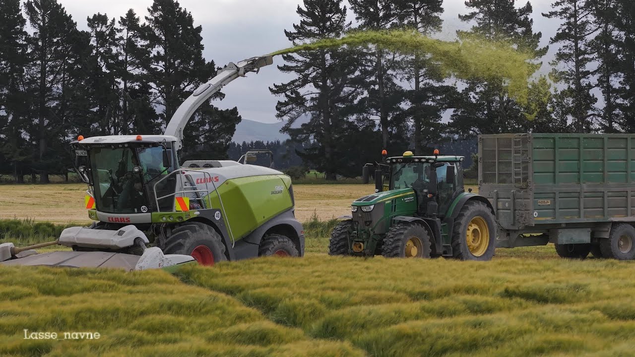Wholecrop in New Zealand with D Thompson Contracting!