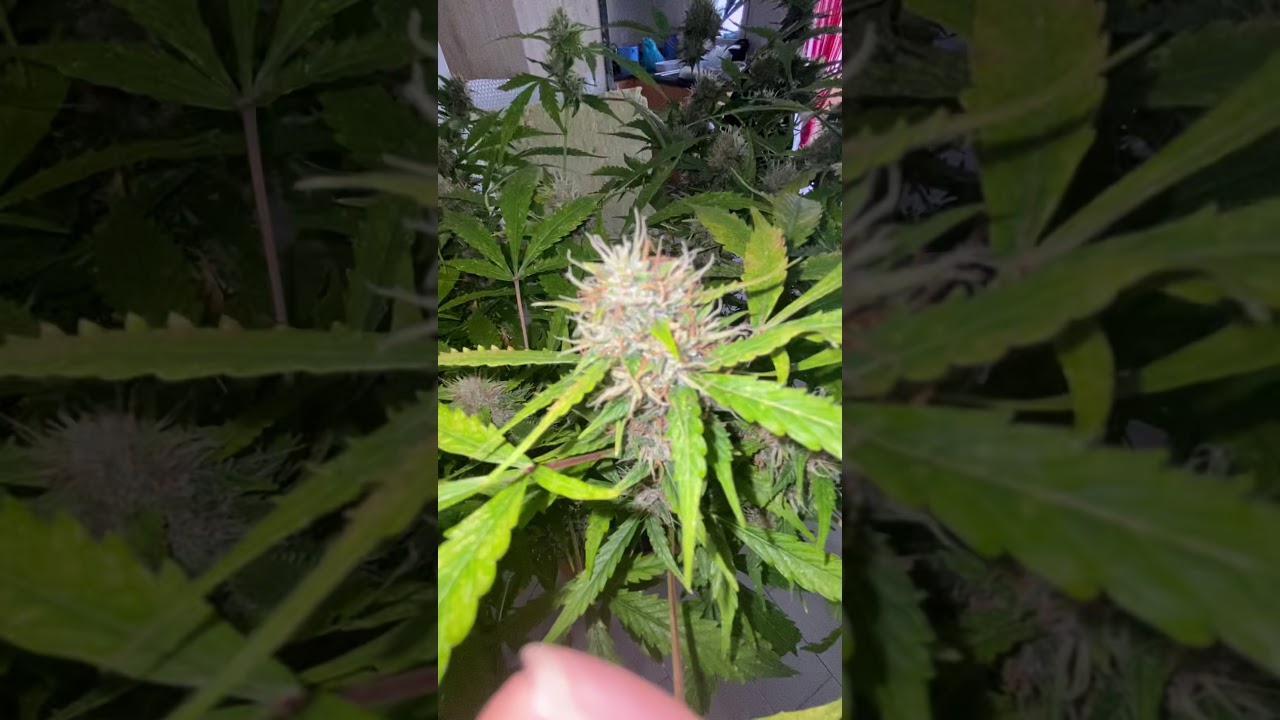 Purple diesel