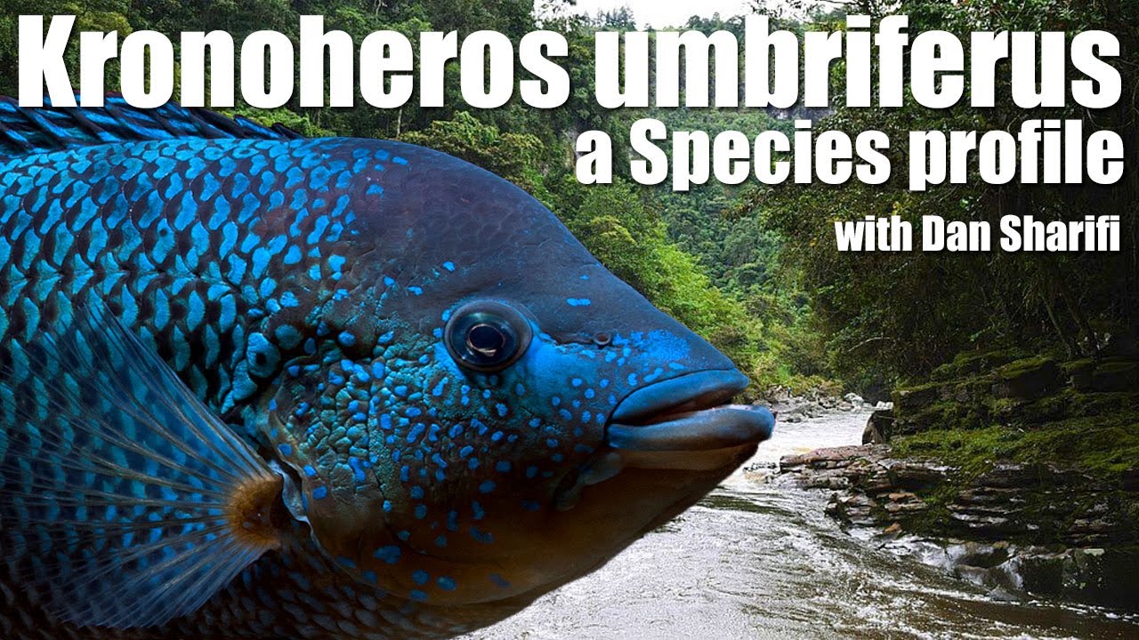 Kronoheros umbriferus: the Blue Freckled Monster, a Species Profile