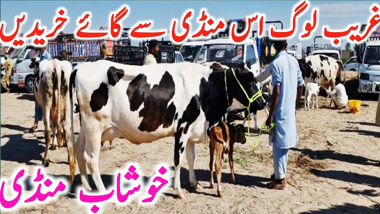 Khushab Cow Mandi | Cholistani Sahiwal Cross Cow || Mandi Star