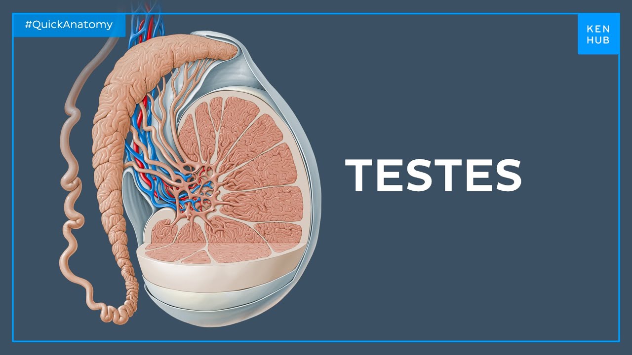 Testes anatomy - Quick Anatomy |&nbsp;Kenhub