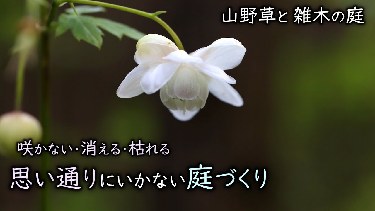 咲かない・枯れる・消える　思い通りにいかない山野草と雑木の庭づくり