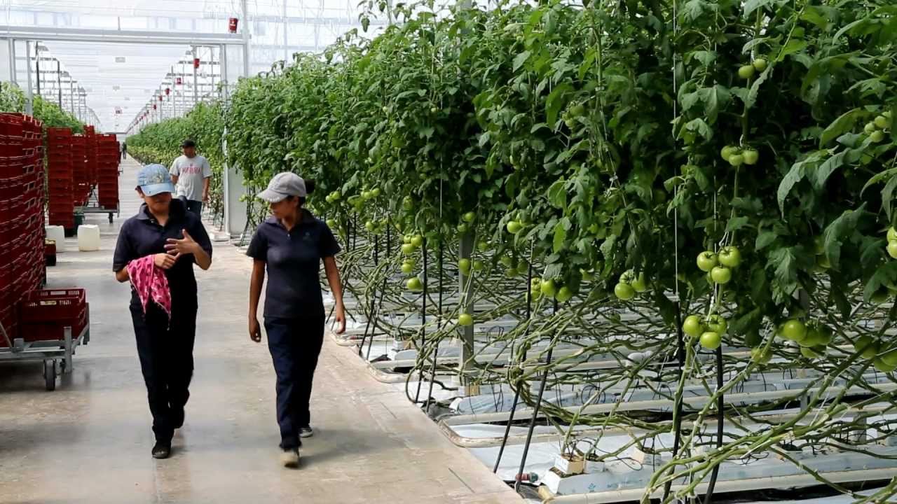 Hoogendoorn Mexico - Agricol El Rosal in La Piedad