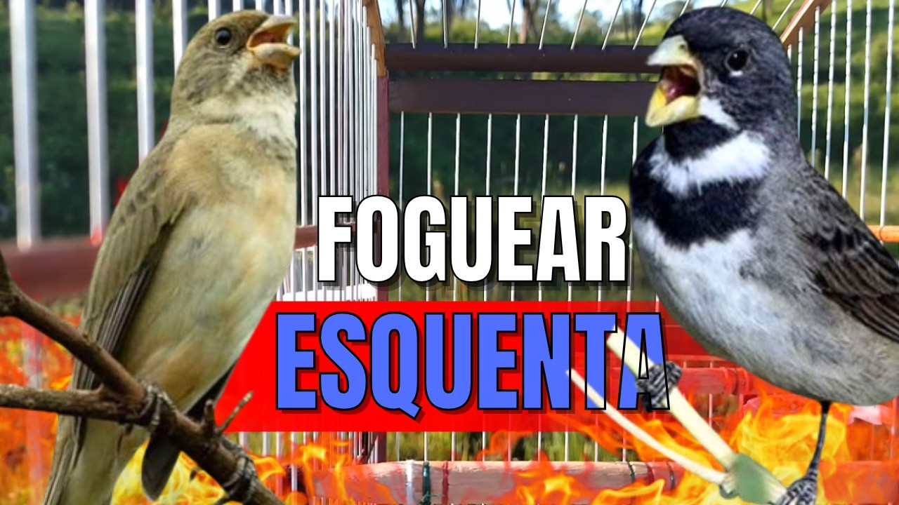 COLEIRO TUÍ-TUÍ COM FÊMEA CHAMANDO PARA ESQUENTAR COLEIRO FRIO E ENCARTE DE COLEIRO TUI TUI