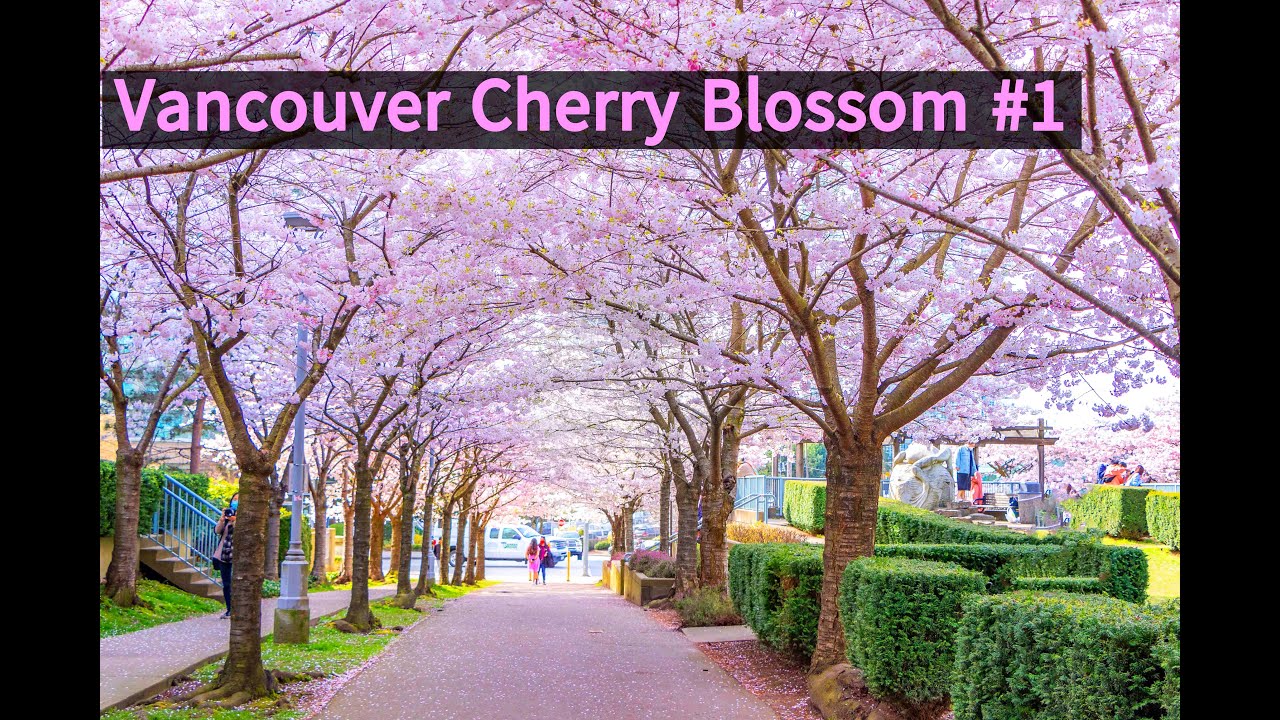 Vancouver Cherry Blossoms #1